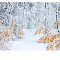 triptych of forests in winter blanketed in snow